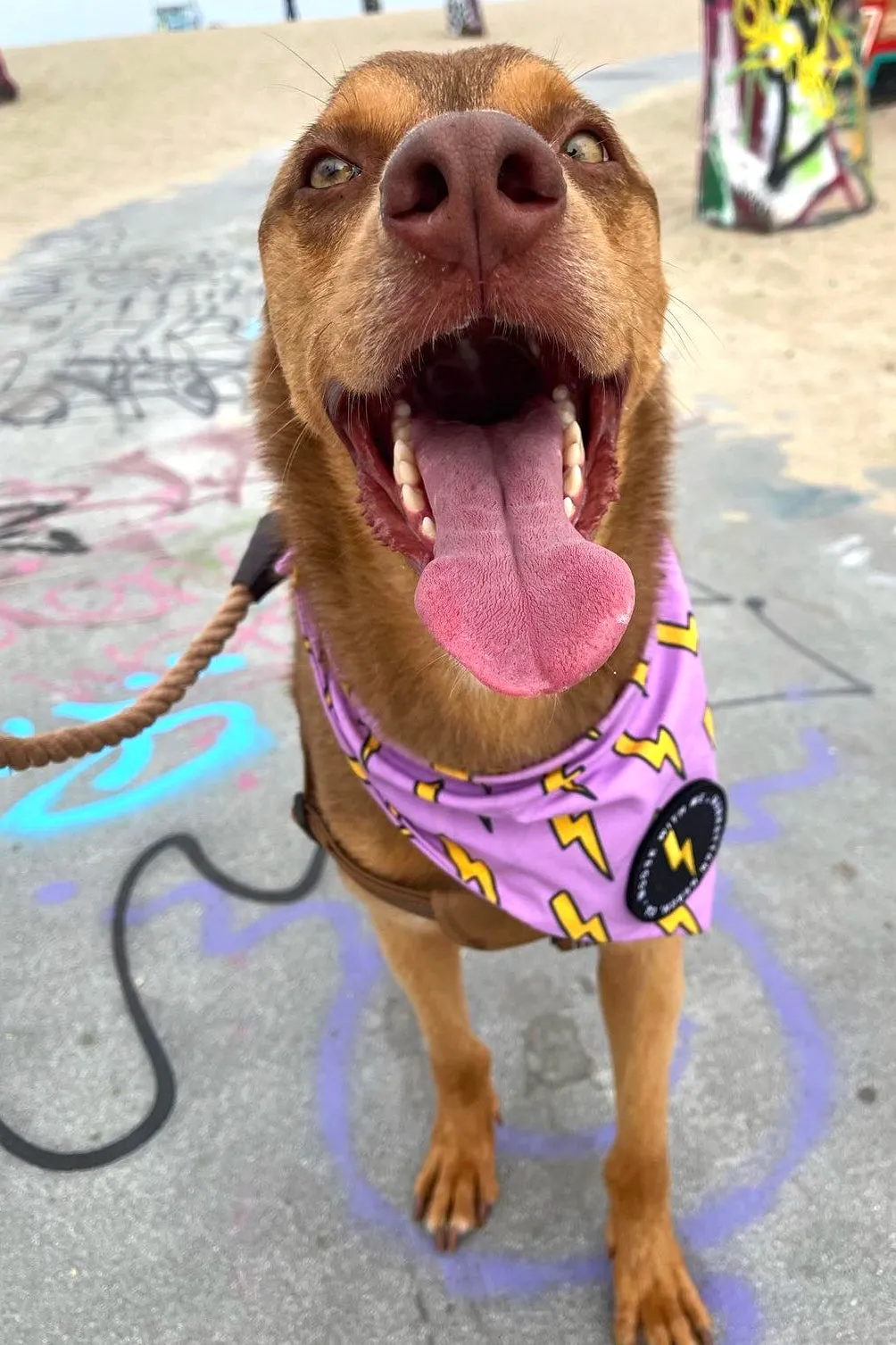 ★Dog Bandana Bolts - Customize with Interchangeable Velcro Patches