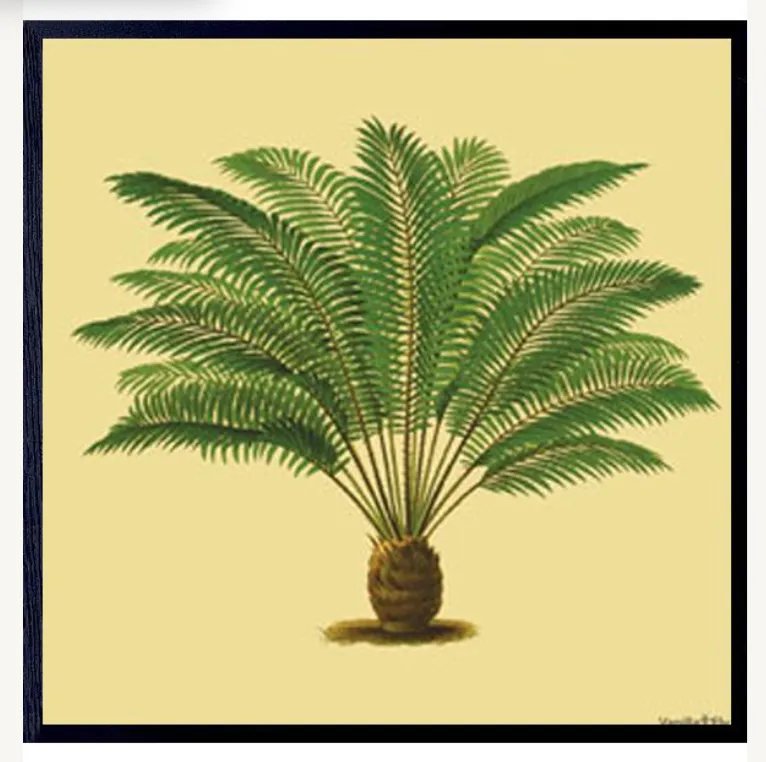 Palm Tree Print